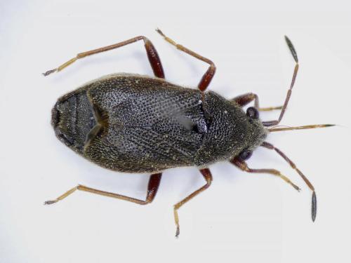 Réf. 210 393 : Stygnocoris rusticus